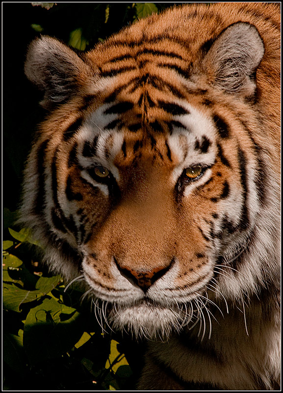 photo "***" tags: portrait, nature, wild animals