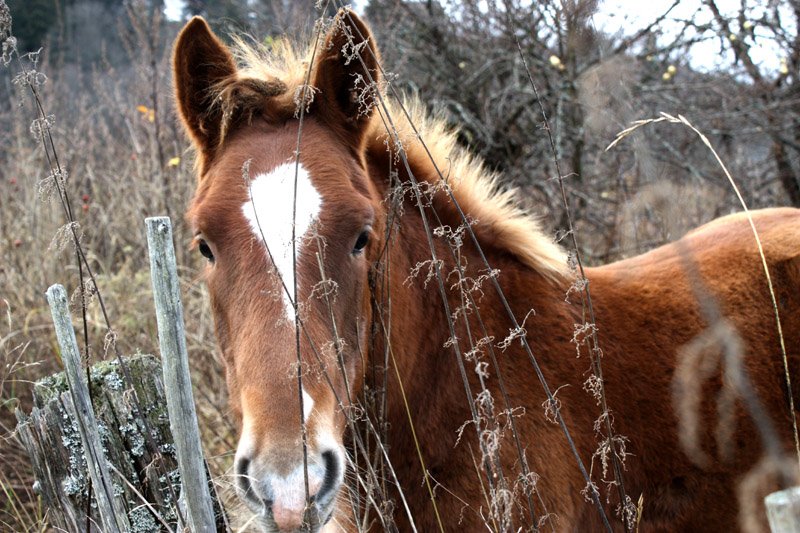 photo "***" tags: nature, pets/farm animals