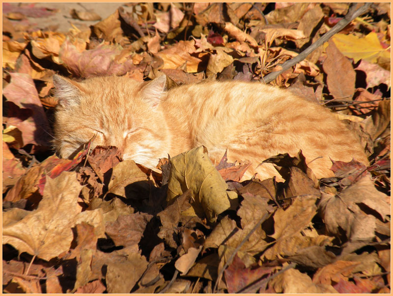 photo "Red dream" tags: nature, pets/farm animals