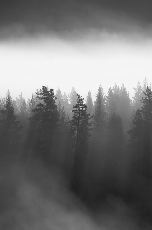 photo "morning mist" tags: landscape, abstract, forest