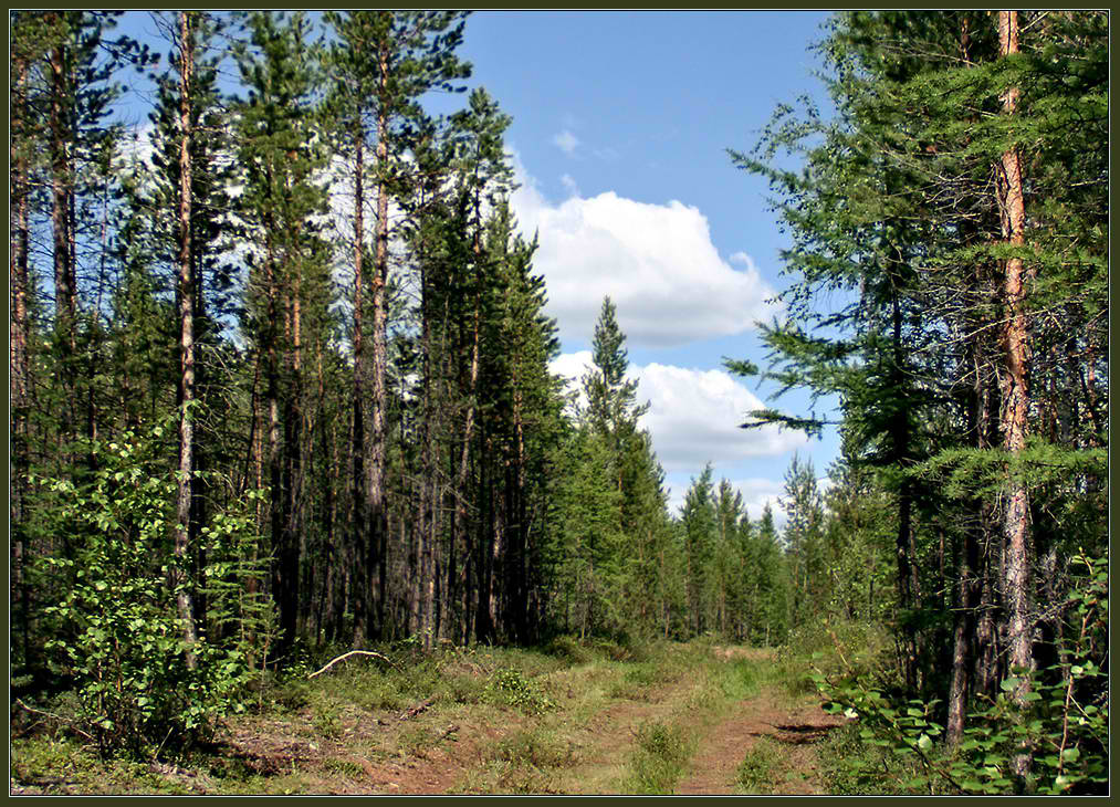 photo "The Abandoned road." tags: landscape, summer