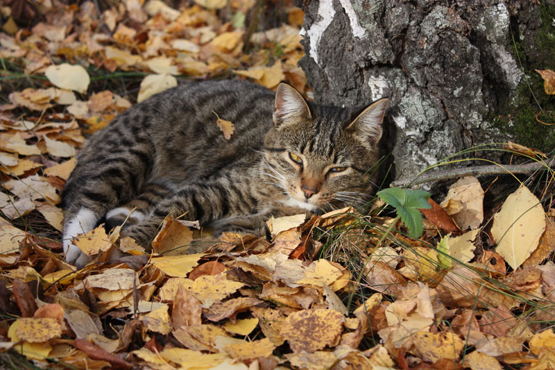 фото "Берёзовый кот" метки: природа, домашние животные