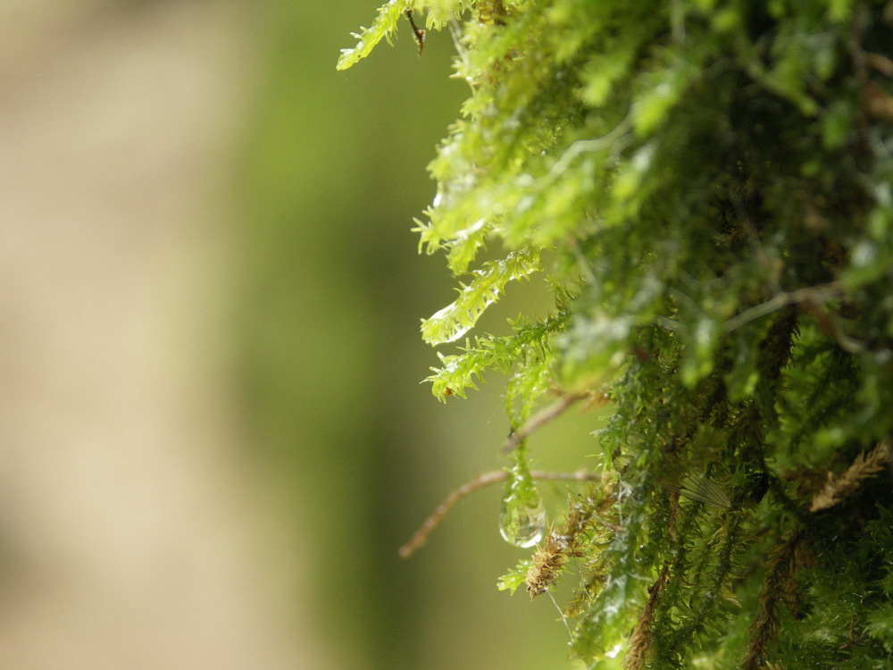 photo "***" tags: nature, macro and close-up, flowers