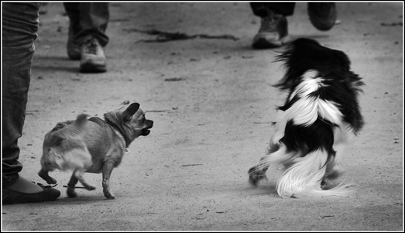 photo "***" tags: nature, black&white, pets/farm animals