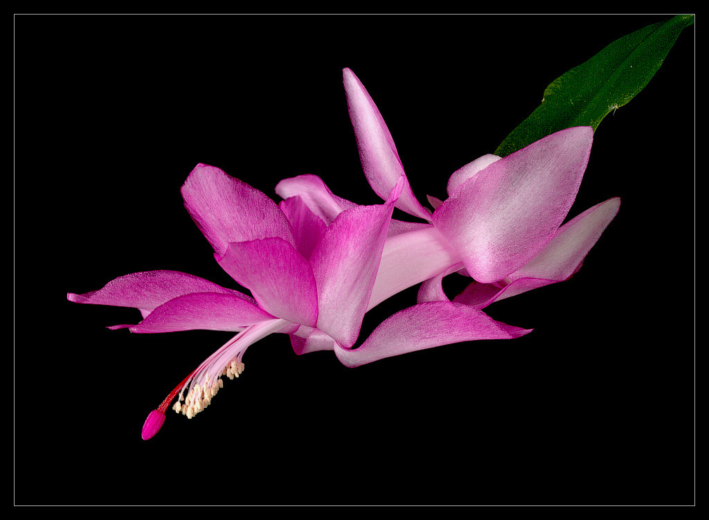 фото "Schlumbergera" метки: природа, цветы