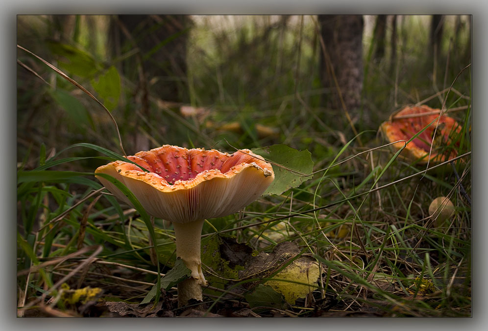 photo "Poisonous beauty" tags: nature, flowers