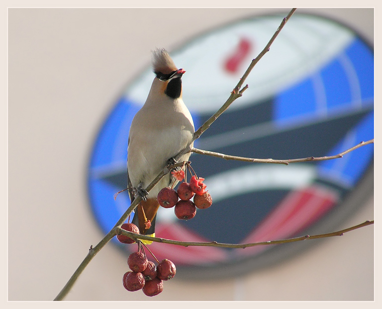 photo "Emblem" tags: nature, wild animals