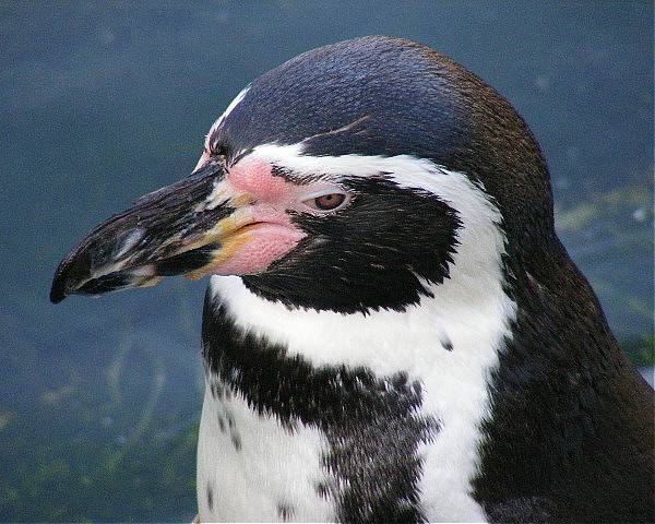photo "Penguin." tags: nature, insect
