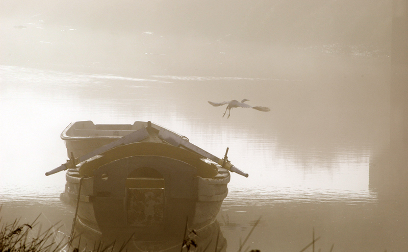 photo "FOGGY MORNING" tags: landscape, nature, water, wild animals