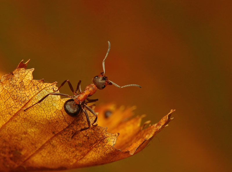 фото "Colour of Autumn" метки: природа, макро и крупный план, насекомое