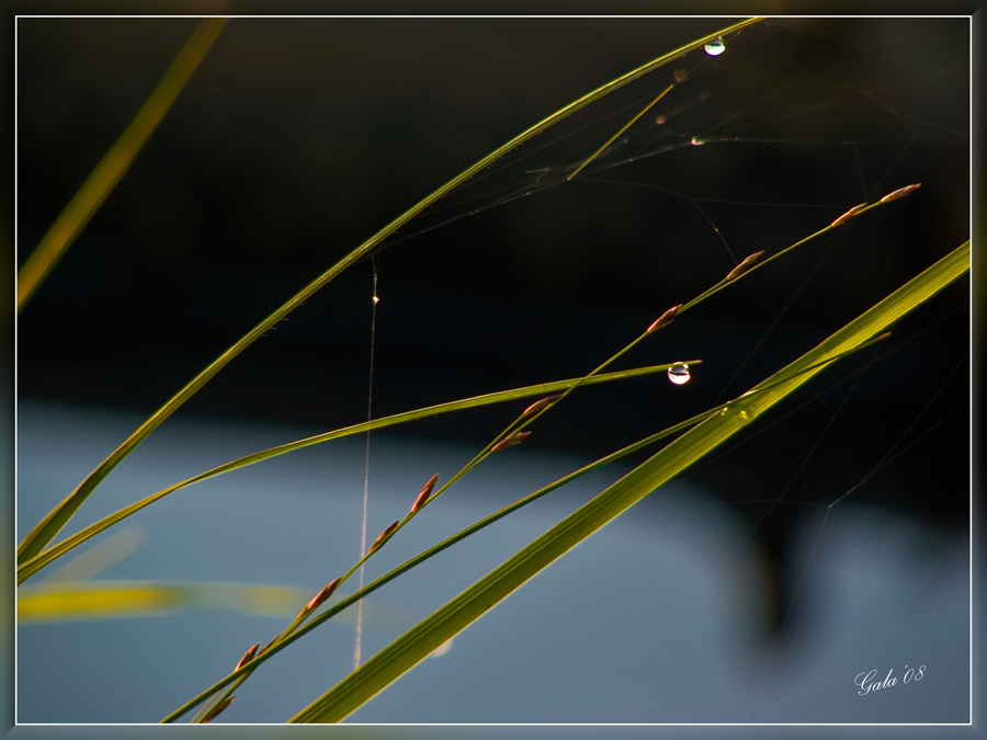 photo "Diagonals" tags: macro and close-up, nature, flowers