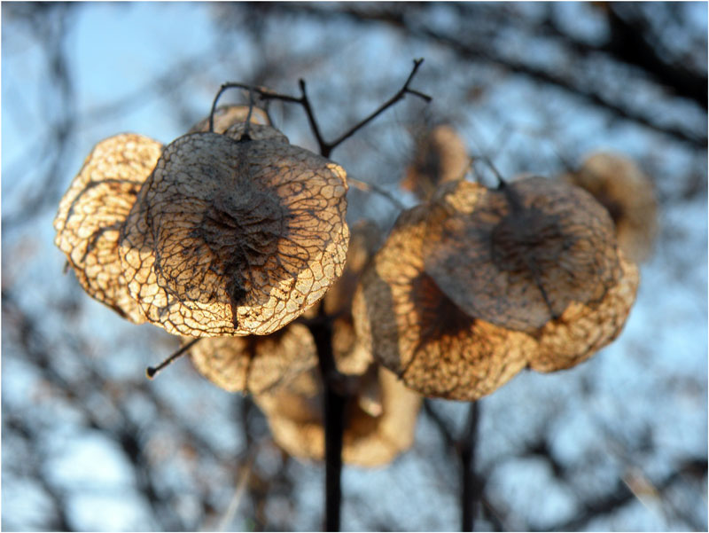 photo "Gold ear-rings" tags: , 