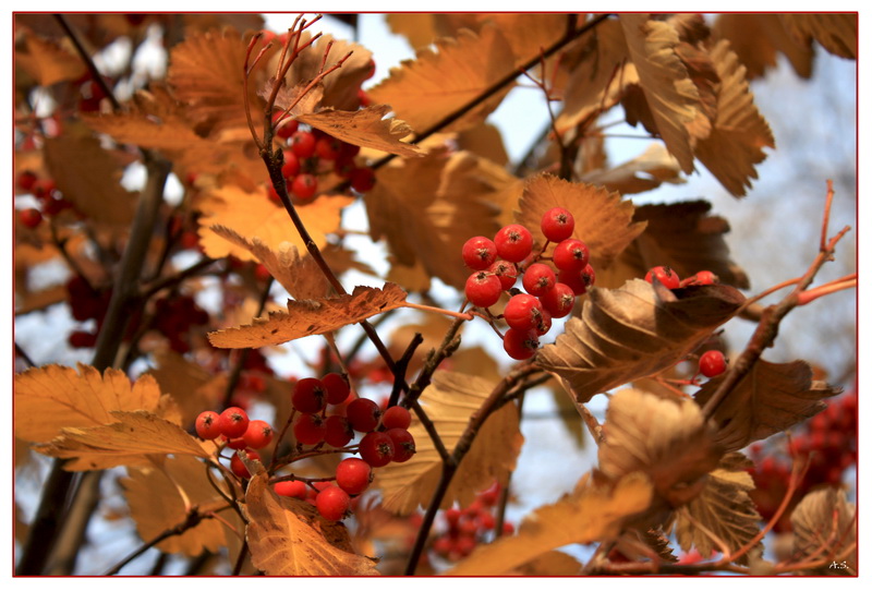 photo "***" tags: landscape, autumn