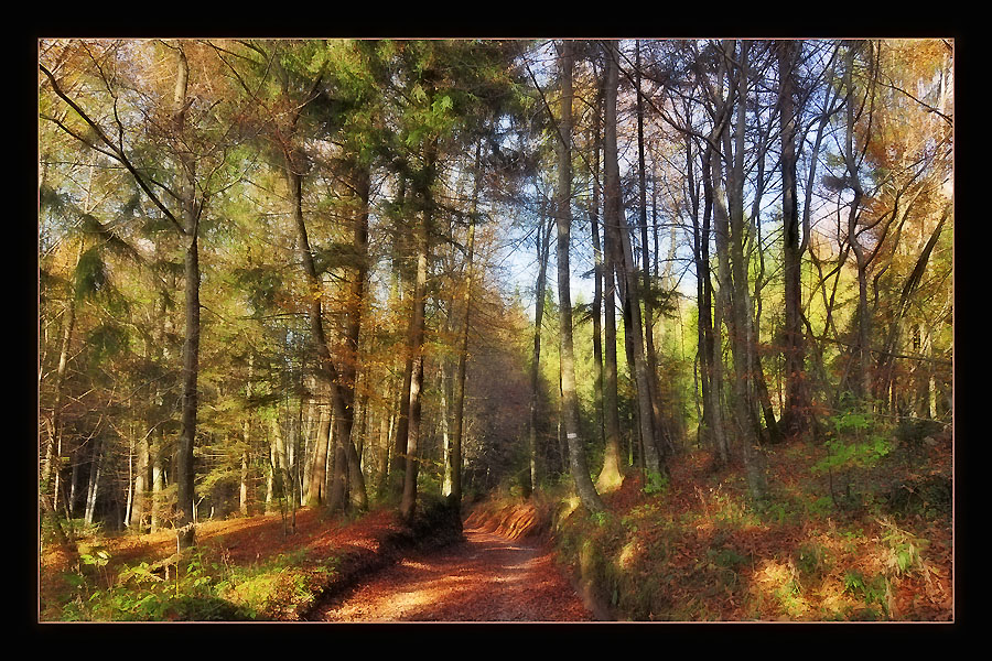 photo "The Forest in Fall" tags: landscape, nature, autumn, flowers