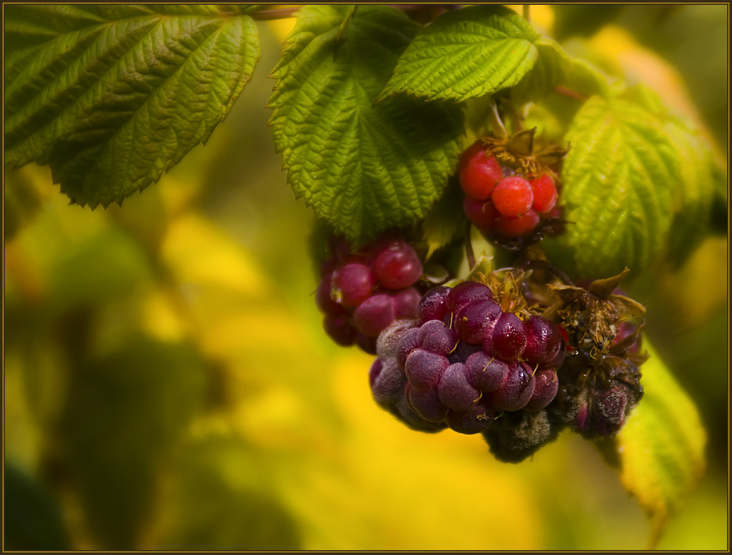 photo "The last berries" tags: nature, macro and close-up, 