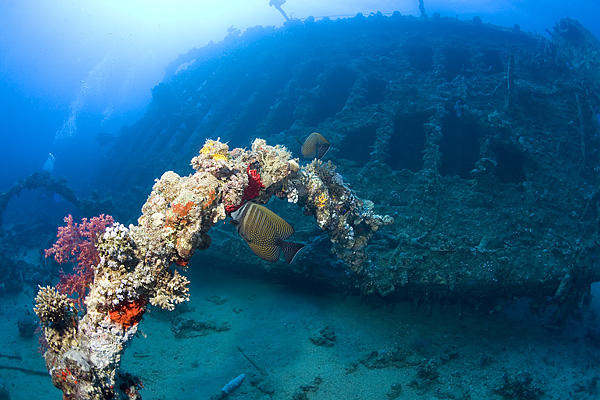 photo "" Garland for Karnatic"" tags: underwater, 