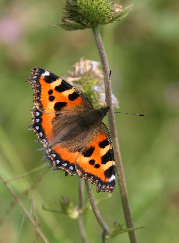 photo "***" tags: nature, insect