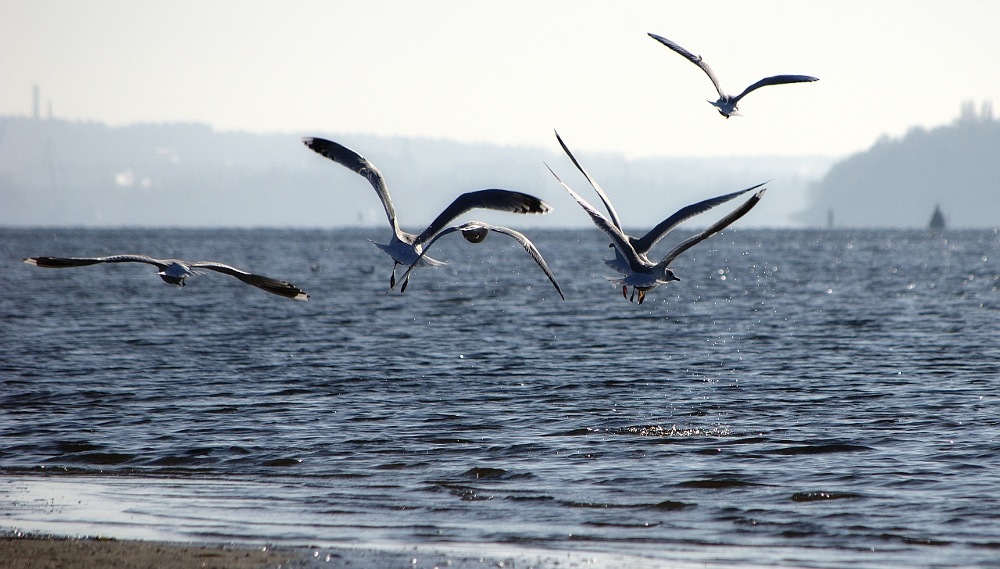 photo "***" tags: landscape, genre, water