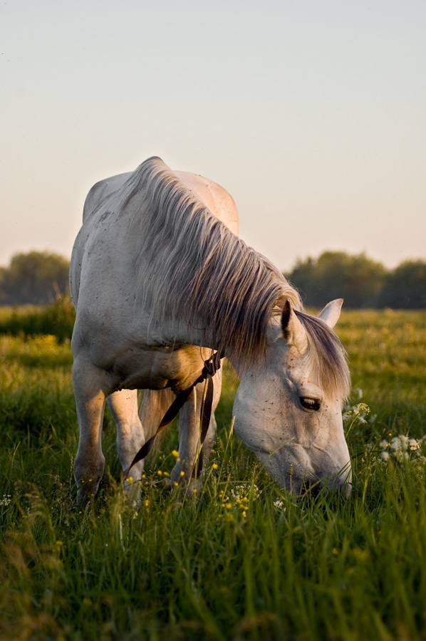 photo "***" tags: nature, pets/farm animals