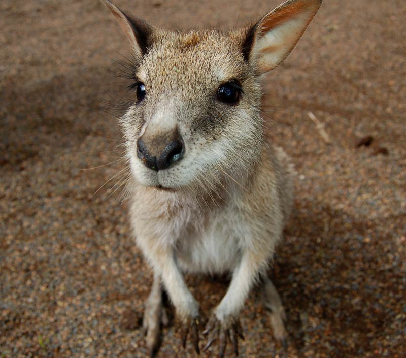 photo "***" tags: nature, travel, Australia, wild animals
