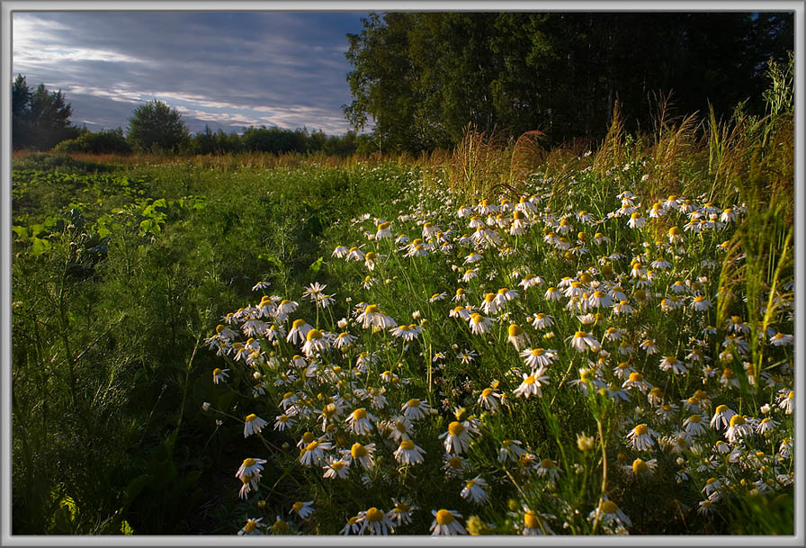 photo "About camomiles" tags: landscape, summer