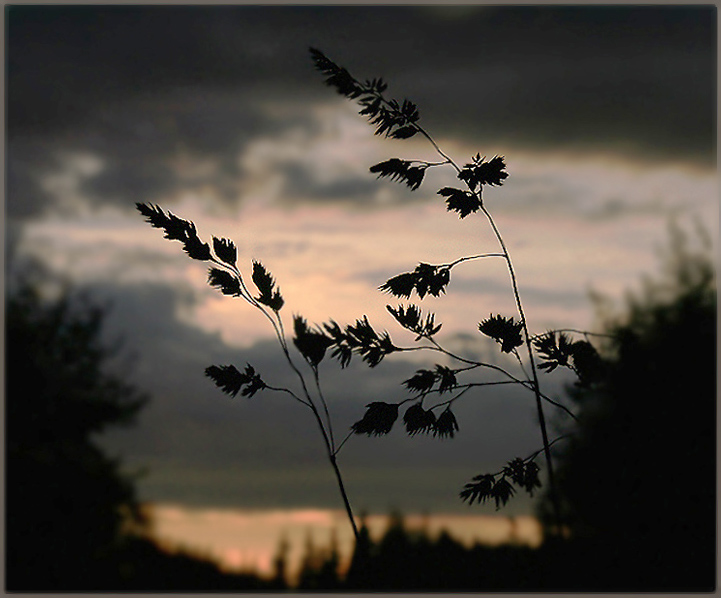 photo "Whispers and cries" tags: landscape, night, sunset