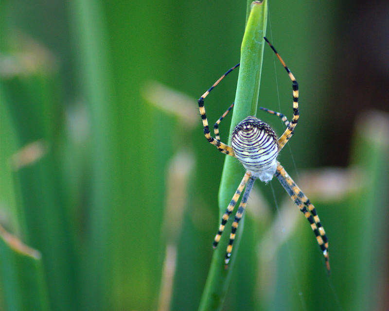 photo "FASHION DESIGN" tags: nature, macro and close-up, insect