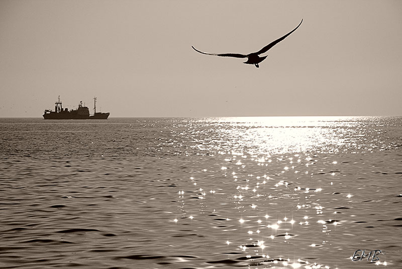 photo "***" tags: landscape, black&white, water