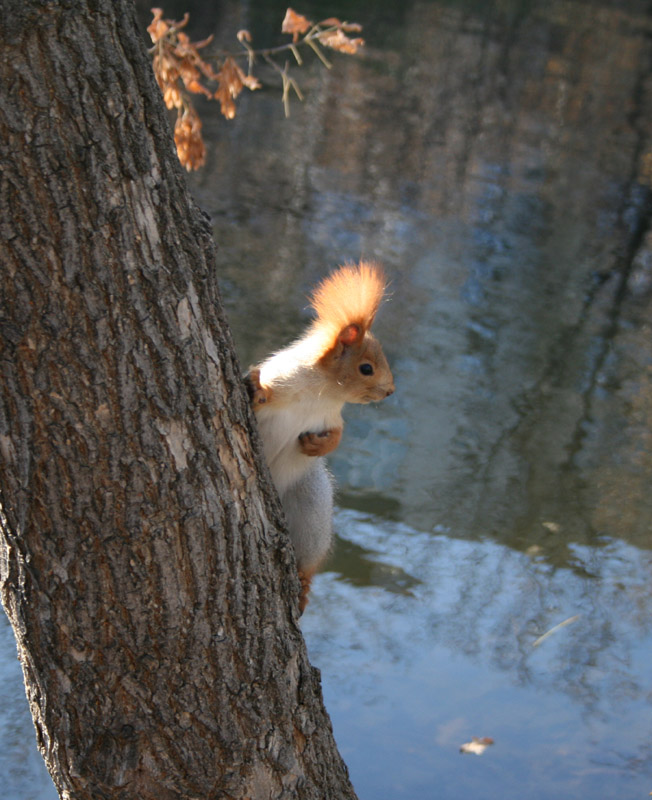 photo "***" tags: nature, landscape, water, wild animals