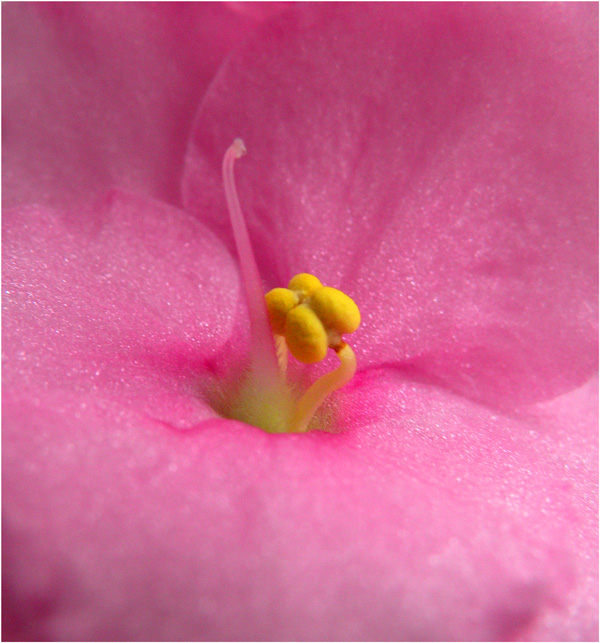 photo "***" tags: nature, macro and close-up, flowers