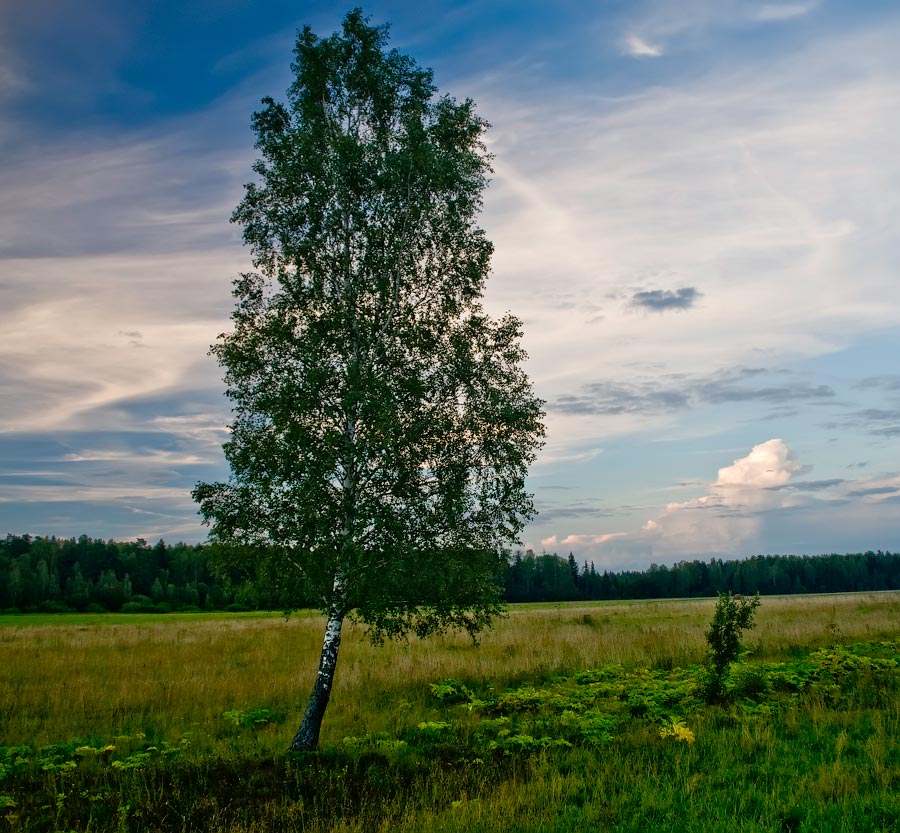 Песня красивая береза