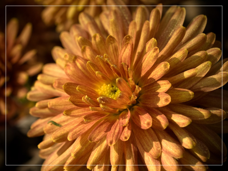 photo "Краски для настроения" tags: macro and close-up, nature, flowers