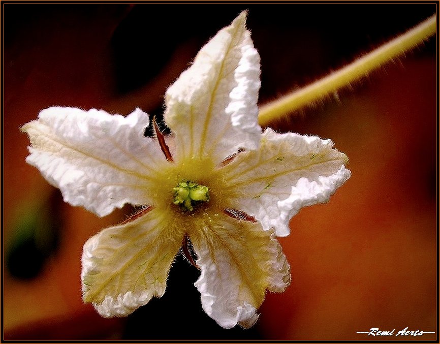 фото "happy days for you" метки: природа, макро и крупный план, цветы
