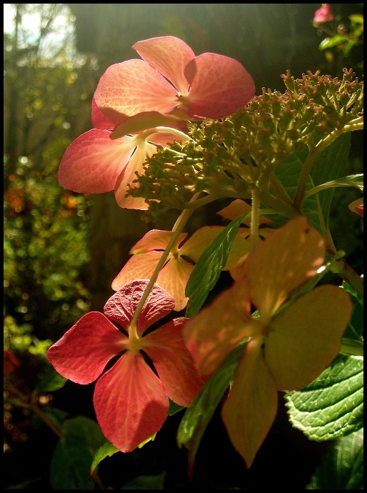 photo "***" tags: nature, flowers