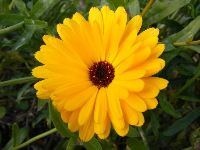 photo "Flower." tags: nature, flowers