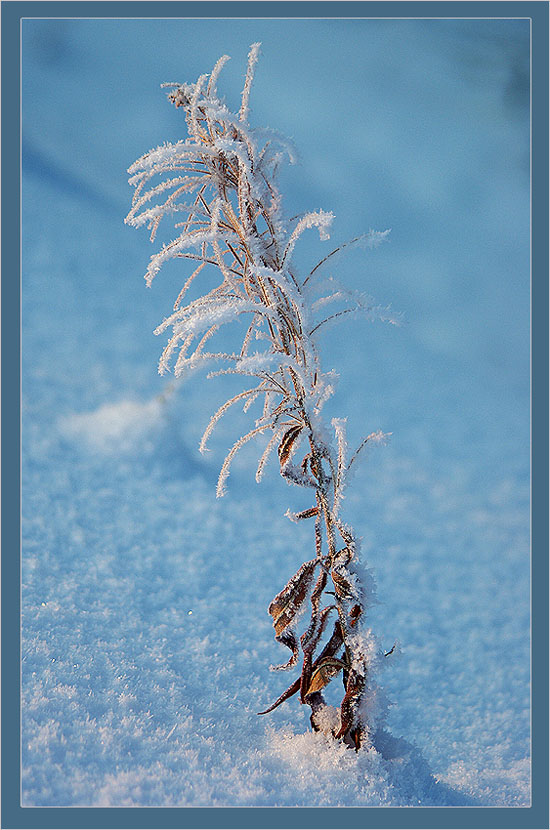 photo "***" tags: nature, landscape, flowers, winter