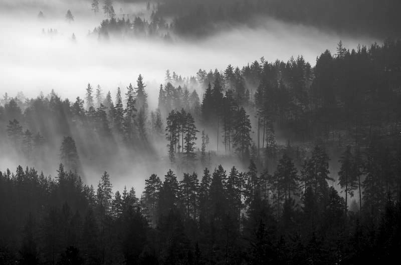 photo "forest mist" tags: landscape, 