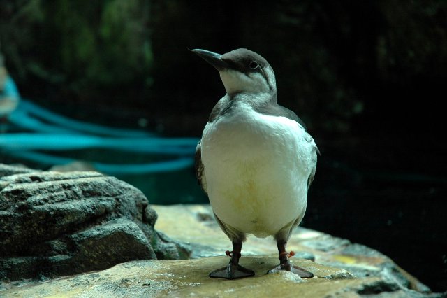 photo "little bird" tags: nature, travel, Europe, wild animals