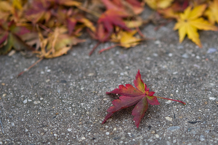 photo "***" tags: landscape, autumn