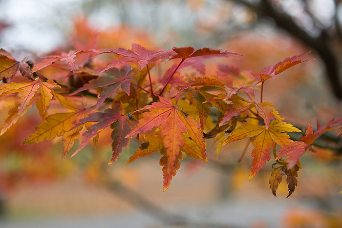 photo "***" tags: landscape, autumn