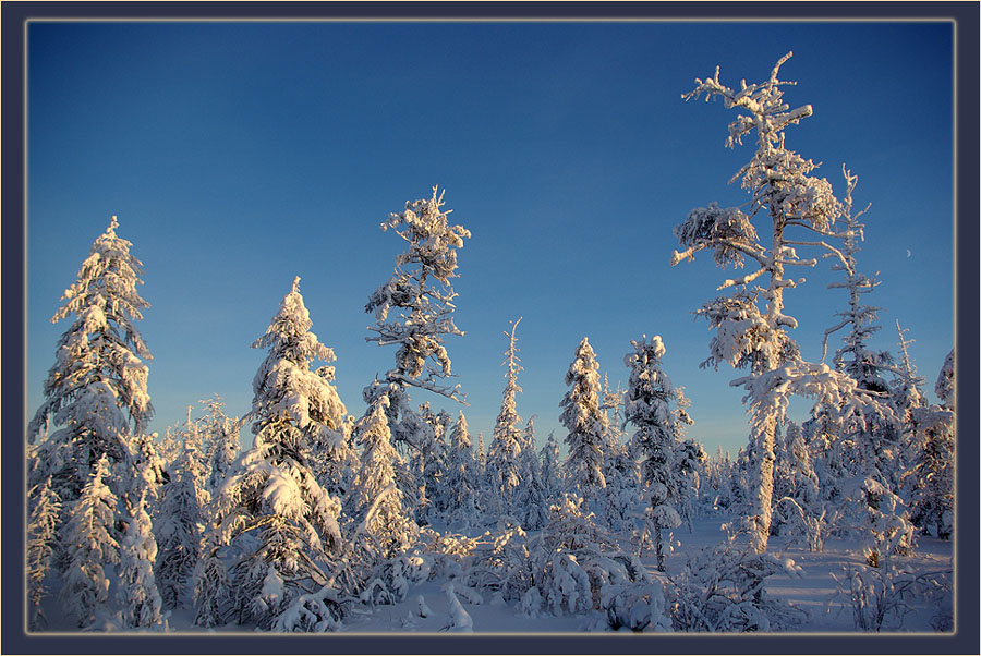 фото "Мороз и солнце" метки: пейзаж, зима, лес