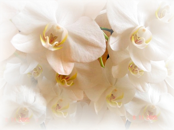 photo "GLADIOLUSES" tags: nature, montage, flowers