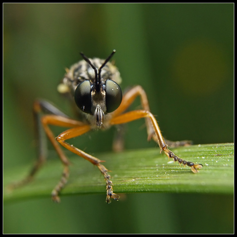 фото "Взгляд" метки: природа, макро и крупный план, насекомое