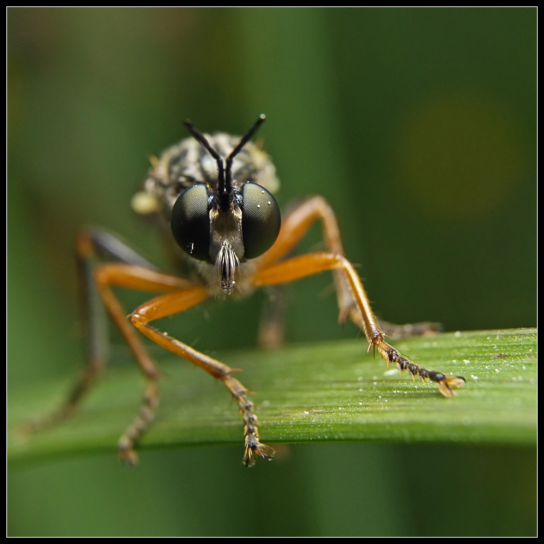 photo "***" tags: nature, macro and close-up, insect