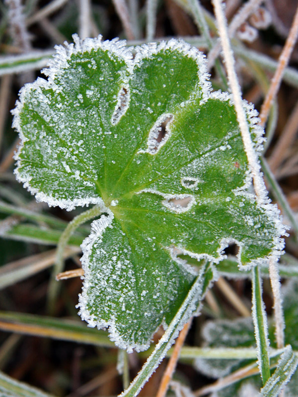 photo "first frost" tags: landscape, macro and close-up, autumn