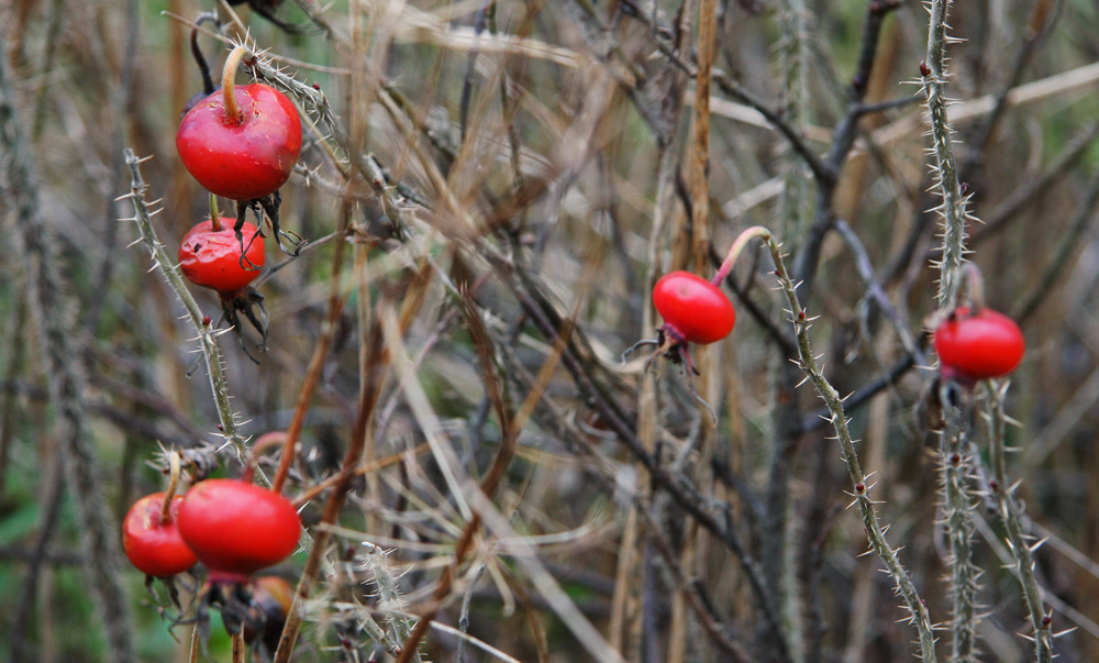 photo "red sparks" tags: landscape, nature, autumn, flowers