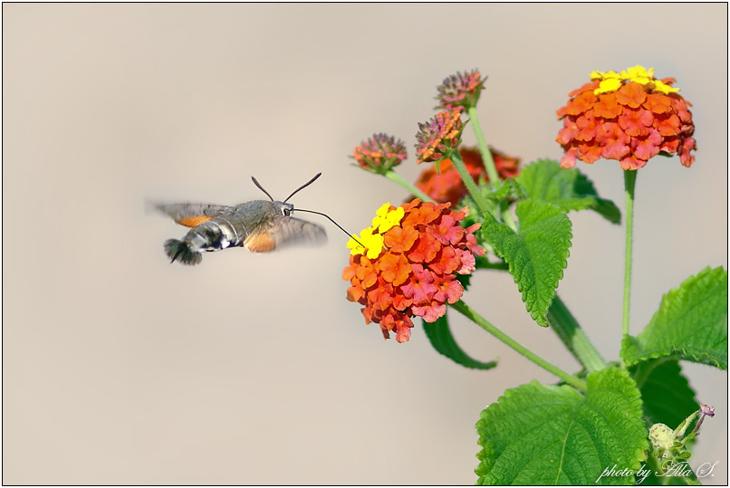 photo "***" tags: nature, macro and close-up, insect