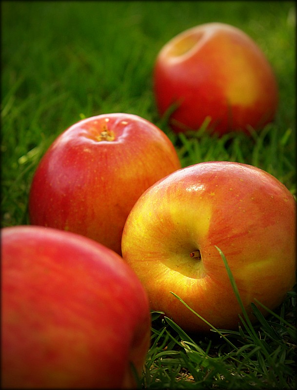 photo "***" tags: macro and close-up, still life, 