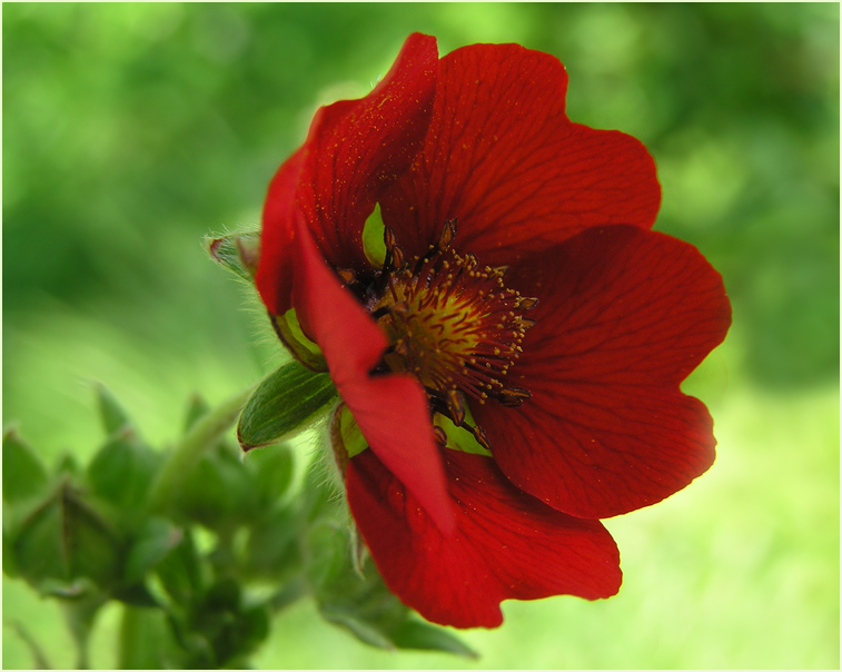 photo "Geum" tags: macro and close-up, nature, flowers
