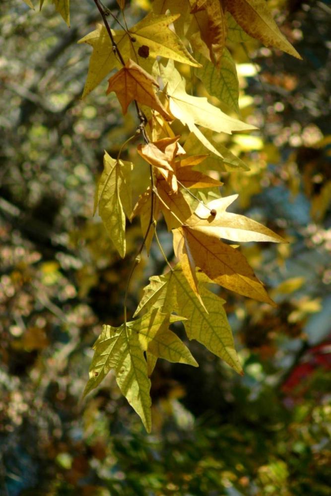 photo "simply branch" tags: landscape, portrait, autumn